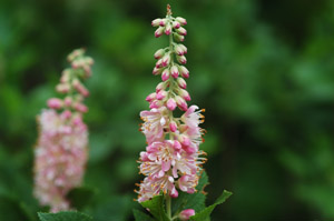 Summersweet Clethra, Sweet Pepperbush flowers